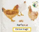 Qualifeed Extra - Predemarrage